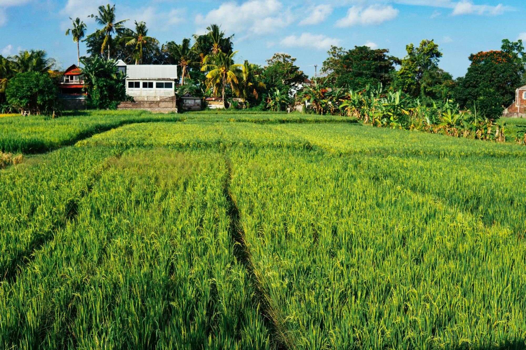 Tut Winten Villa Ubud Kültér fotó